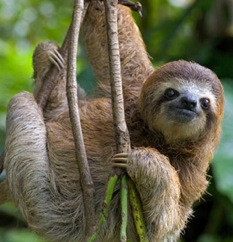 large-Three-toed-Sloth-photo